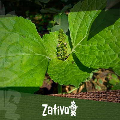 Quels Sont Les Effets De La Salvia Divinorum ?